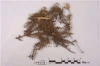 藏品(鬚蘚)的圖片